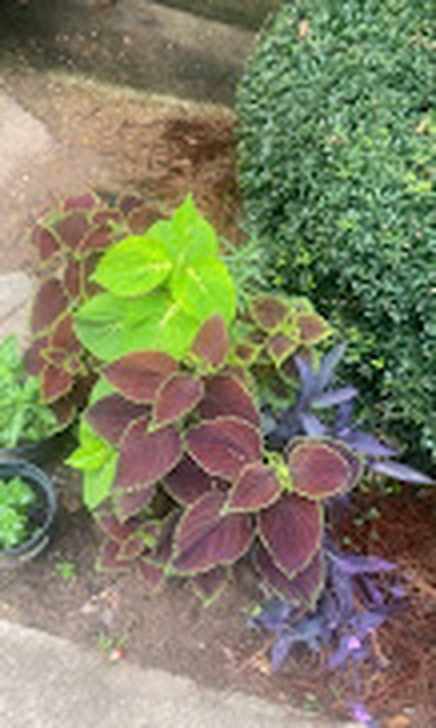 Plants and landscaping detail